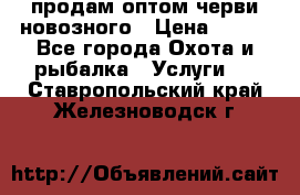 продам оптом черви новозного › Цена ­ 600 - Все города Охота и рыбалка » Услуги   . Ставропольский край,Железноводск г.